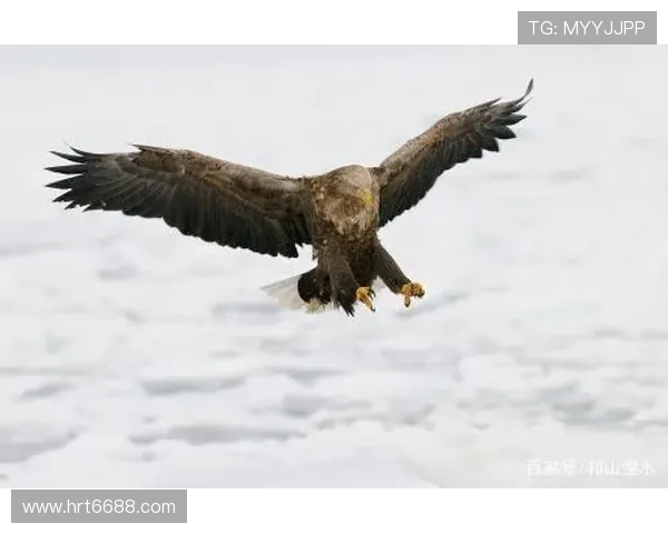 《雪域雄鹰》:高原之上,铁翼生风,铸就信仰之魂 《雪域雄鹰》:高原之上,铁翼生风,铸就信仰之魂