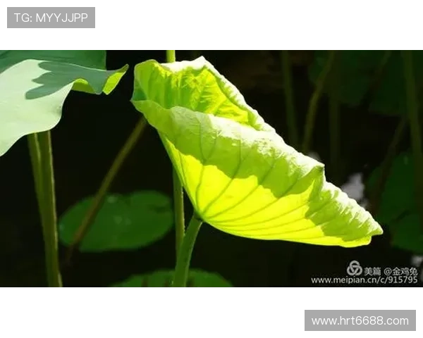 杨蓉:荧屏上的百变精灵,古韵今风的东方韵味