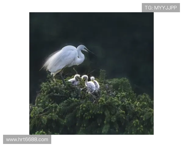 烽烟中的铁血柔情：《出生入死》——致敬不屈的生命赞歌